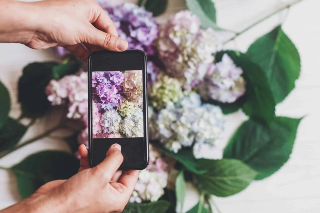 alt="Hands holding phone and taking a phone video of hydrangea flowers on rustic white wood, flat lay